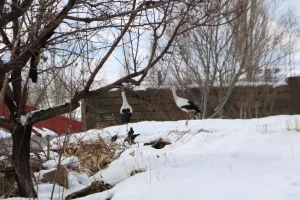 Yüksekova’da 23 yıldır göç etmeyen leyleklere yenileri eklendi