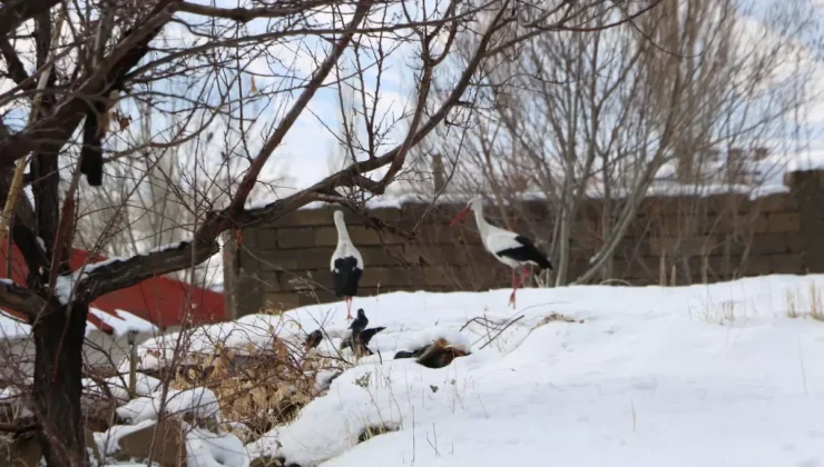 Yüksekova’da 23 yıldır göç etmeyen leyleklere yenileri eklendi