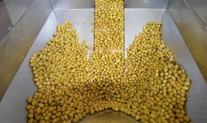 Zeytin ve zeytinyağı sektöründe güçler URGE Projesi’nde birleştirilecek