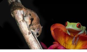 3 Bölümden Oluşan ‘Doğanın En Tuhafları’, 18 Ocak Pazar 20.00’de İlk İki Bölümüyle National Geographic WILD Ekranlarında!