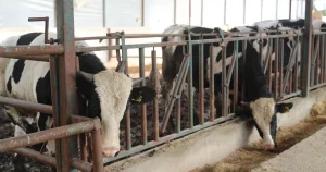 Antalya’da Büyükşehir’den Hayvancılığa Tam Destek