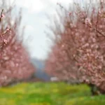 Bakan Yumaklı: “Meyve ve Sebzelerde Don Riskine Karşı Kapsamı Genişletiyoruz”
