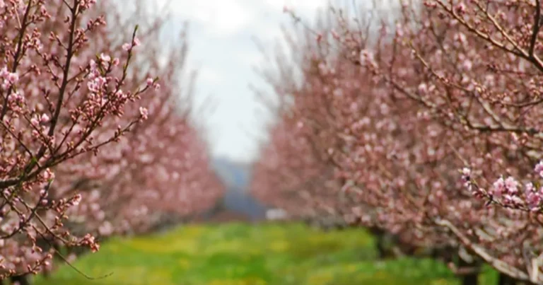 Bakan Yumaklı: “Meyve ve Sebzelerde Don Riskine Karşı Kapsamı Genişletiyoruz”