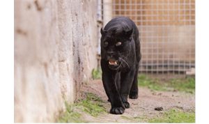 Doğal Yaşam Parkı’nın jaguarı Juliet yaşama veda etti