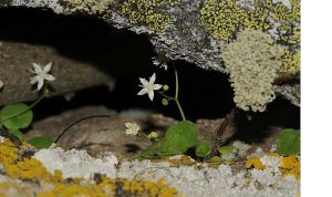 İzmir’de Yeni Bitki Türü Keşfedildi