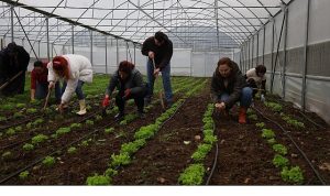 Kadın ve gençler, Büyükşehir’le tarıma kazandırılıyor