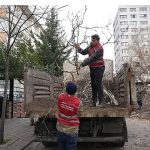 Keçiören’de Budama Çalışmasıyla Yeşil Örtü Korunuyor