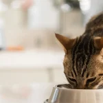 Kedi ve Köpeklere Verilen Yiyecekler Sağlıklarını Riske Atabilir