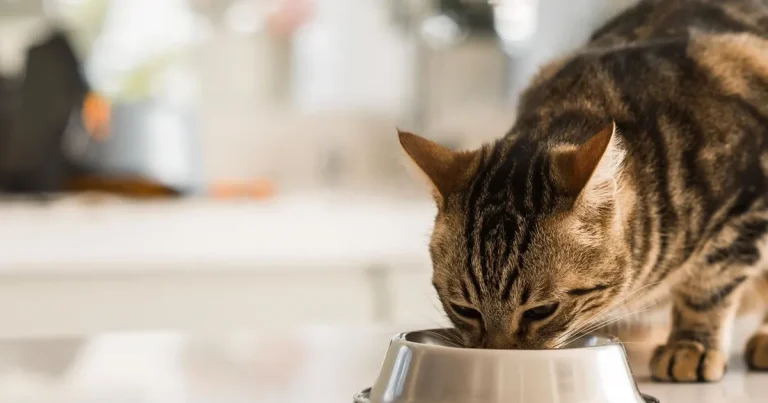 Kedi ve Köpeklere Verilen Yiyecekler Sağlıklarını Riske Atabilir