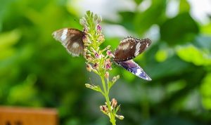 Konya’nın Turizm Yıldızı: Konya Tropikal Kelebek Bahçesi 2025’te 603 bin, toplamda 4 milyon 136 bin 888 ziyaretçiyi ağırladı