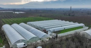 Lodostan Zarar Gören Seralara Büyükşehir Desteği