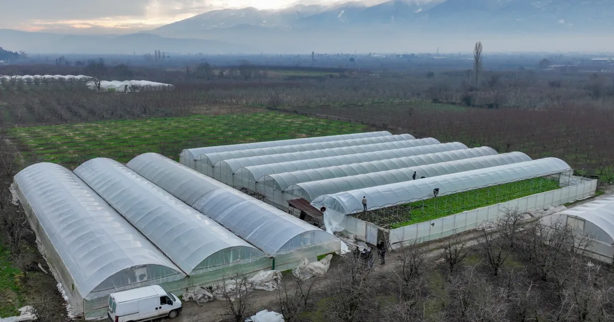 Lodostan Zarar Gören Seralara Büyükşehir Desteği