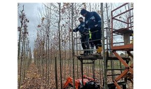 On binlerce bitki Büyükşehir fidanlığında yetişiyor