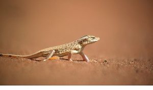 ‘Sıra Dışı Canlılar Özel’, 11 Ocak Pazar 20.00’de National Geographic WILD Ekranlarında İzleyicilerle Buluşuyor!
