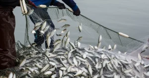 Türkiye Su Ürünleri ve Hayvansal Mamuller Sektörü İhracatta 4 Milyar Doları Aştı   