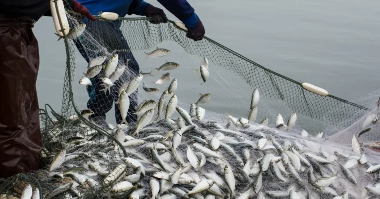 Türkiye Su Ürünleri ve Hayvansal Mamuller Sektörü İhracatta 4 Milyar Doları Aştı   