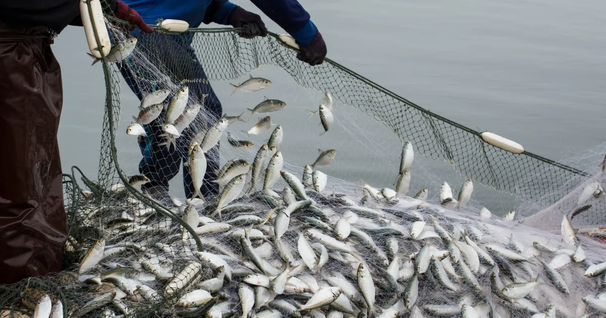 Türkiye Su Ürünleri ve Hayvansal Mamuller Sektörü İhracatta 4 Milyar Doları Aştı