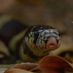 3 Bölümden Oluşan ‘Yılanların Gizli Dünyası’, 1 Mart Pazar 20.00’de National Geographic WILD Ekranlarında!