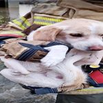 İzmir İtfaiyesi tüm canlıların imdadına yetişiyor