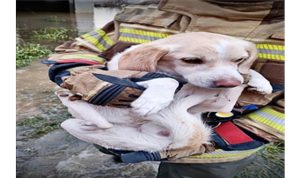 İzmir İtfaiyesi tüm canlıların imdadına yetişiyor