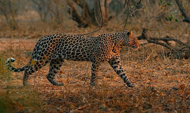 ‘Mashatu: Leoparların Krallığı’, 8 Şubat Pazar Saat 20.00’de National Geographic WILD Ekranlarında!