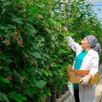 Seralarda sel felaketine Elara Tarım’dan dirençli çözüm