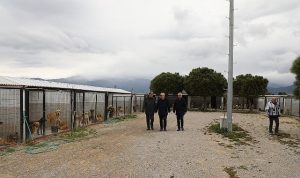 Başkan Ertaş’tan sokak hayvanlarına ilişkin açıklama