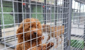 Buca’nın can dostlarına “beş yıldızlı” bakım