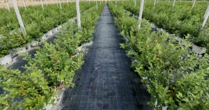 DCT Trading Teknoloji Entegreli Tarım Yatırımlarıyla Büyüyor