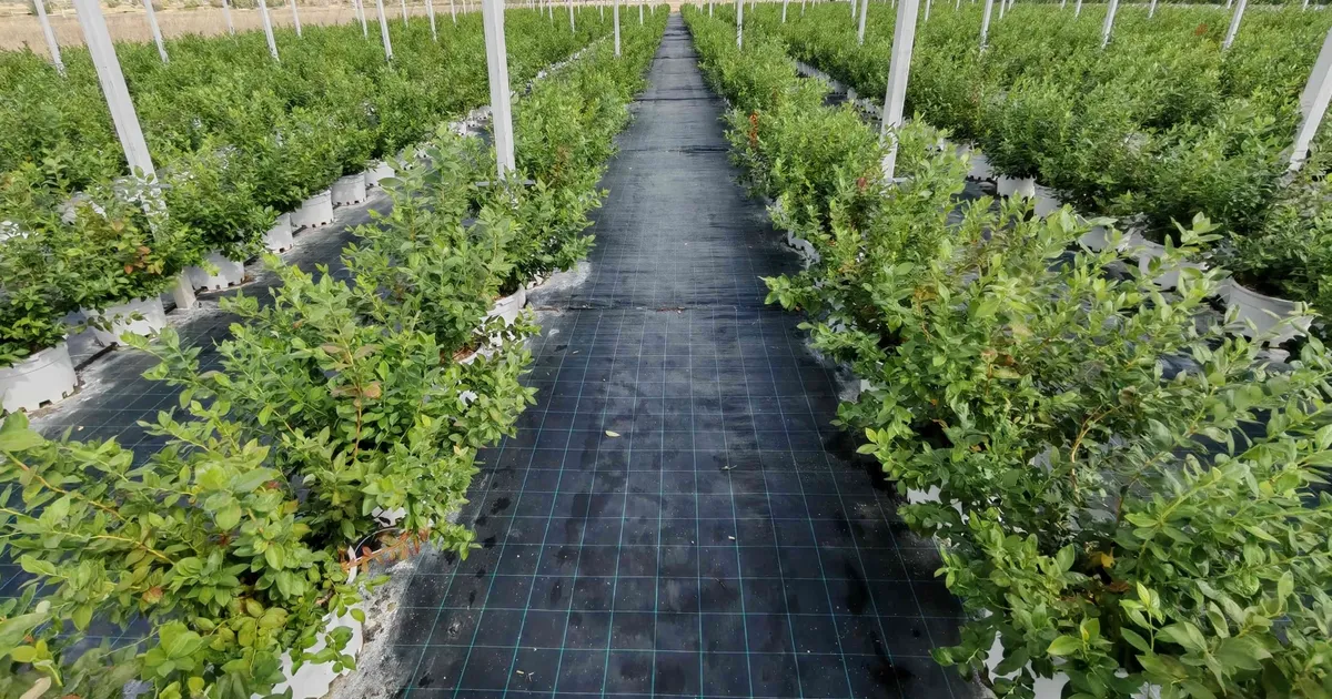 DCT Trading Teknoloji Entegreli Tarım Yatırımlarıyla Büyüyor