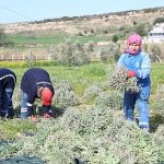 Didim Belediyesi’nden ‘Üreten Belediyecilik’ Uygulaması