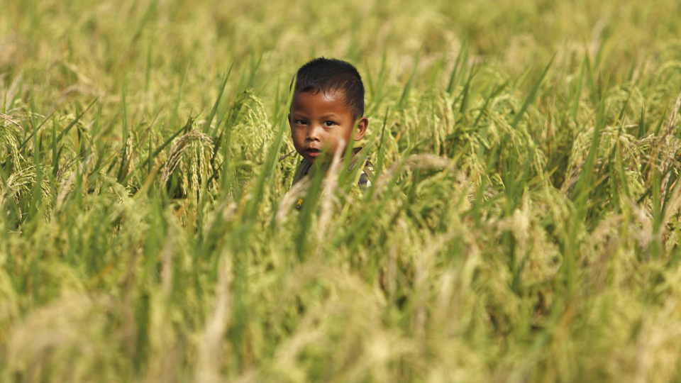 FAO: İran savaşı enerji ve gübre şokunu küresel gıda zincirine taşıdı