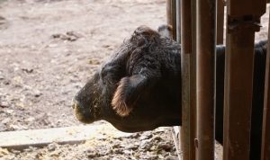 ‘Heartland Veterinerleri: Bir Aile Hikayesi’, 23 Mart Pazartesi 21.00’de National Geographic WILD Ekranlarında İzleyicilerle Buluşuyor!