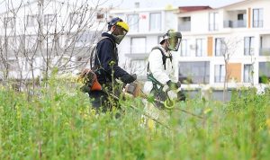 Osmangazi Yabani Otlardan Temizleniyor