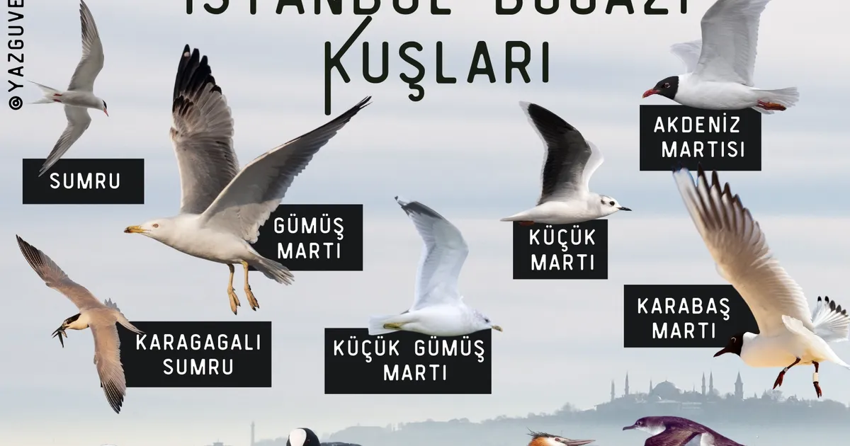Borusan Contemporary’den Doğa ile Sesin Buluştuğu Bir Deneyim: Kuş Gözlemi ve Dijital Müzik Atölyesi