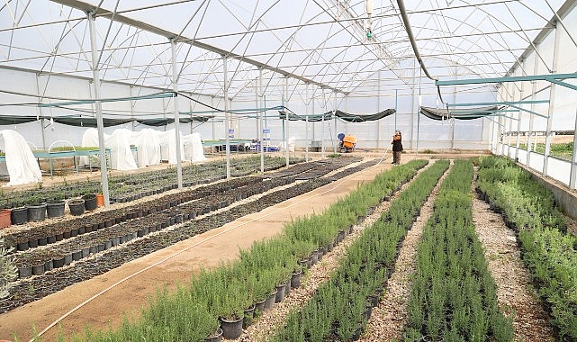 Büyükşehir’den Alanya’nın coğrafi işaretli keçiboynuzuna destek