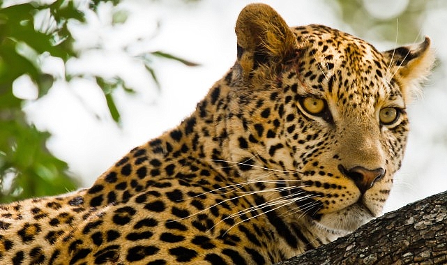 ‘Kalahari: Afrika’nın Gizli Çölü’, 19 Nisan Pazar 20.00’de National Geographic WILD Ekranlarında İzleyicilerle Buluşuyor!