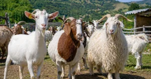 Türkiye’de Bakılabilecek En Verimli Keçi Irkları: En Karlı 7 Tür ve Uzman Rehberi