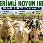 Türkiye’de Bakılabilecek En Verimli Koyun Irkları: En Karlı 7 Tür ve Uzman Analizi