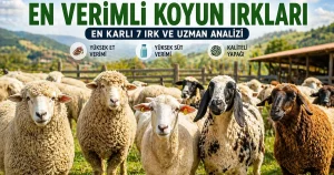Türkiye’de Bakılabilecek En Verimli Koyun Irkları: En Karlı 7 Tür ve Uzman Analizi