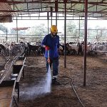 Büyükşehir’den ahırlarda karasineğe karşı etkin mücadele