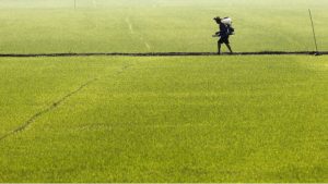 Dünya Bankası’ndan emtia fiyatları için zirve uyarısı