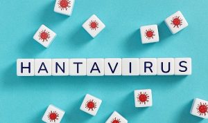 Hantavirüsün insandan insana yayılım riski düşük