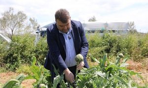 İlçenin önemli tarımsal üretim merkezlerinden Düzce Köyü’nde gerçekleşen hasada, Seferihisar Belediye Başkanı İsmail Yetişkin de katıldı.