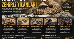 Türkiye’nin Zehirli Yılanları: En Tehlikeli Türler ve Dikkat Edilmesi Gerekenler