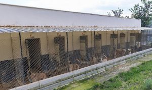 Yenişehir’de patili dostlara 5 yıldızlı hizmet